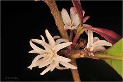 Linociera malabarica